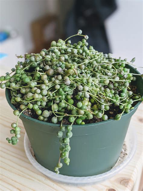 Why Is My String of Pearls Plant Dying And How To Save It